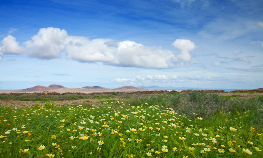 Chrysanthemum coronarium bloom on Fuerteventura after rains of late autumn