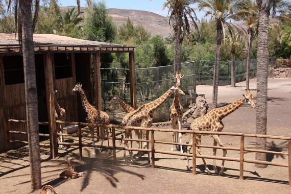 'Jirafas en Oasis Park de Fuerteventura' - Fuerteventura